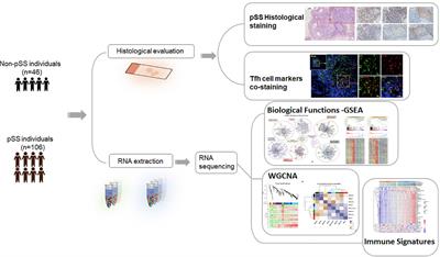 Unraveling the transcriptome-based network of tfh cells in primary sjogren syndrome: insights from a systems biology approach